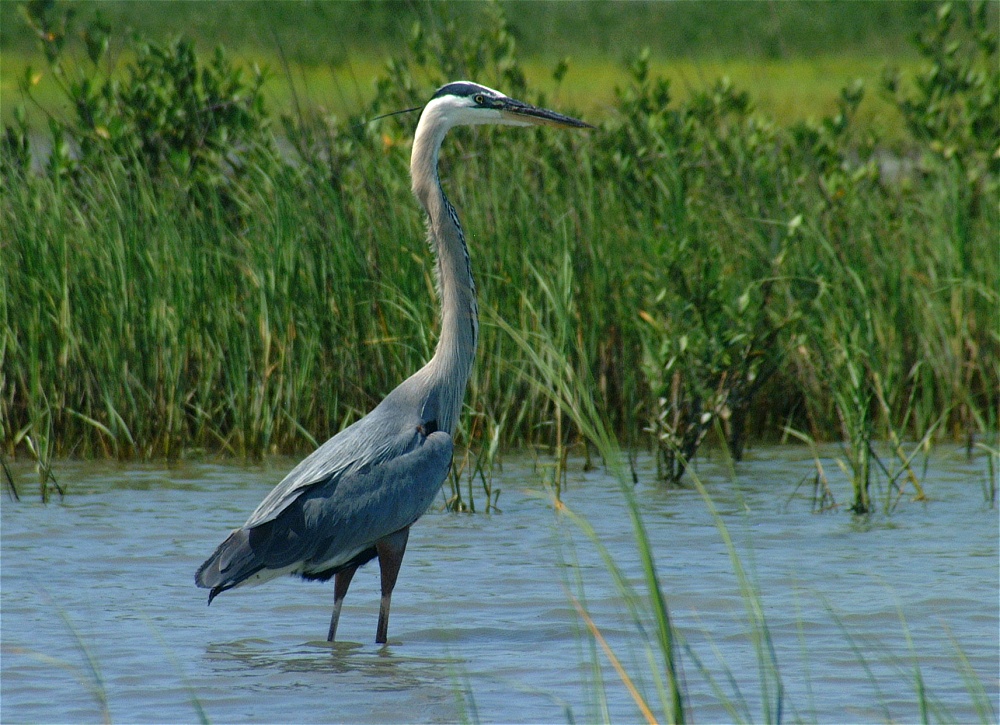 (28) Dscf3365 (great blue heron).jpg   (1000x725)   324 Kb                                    Click to display next picture